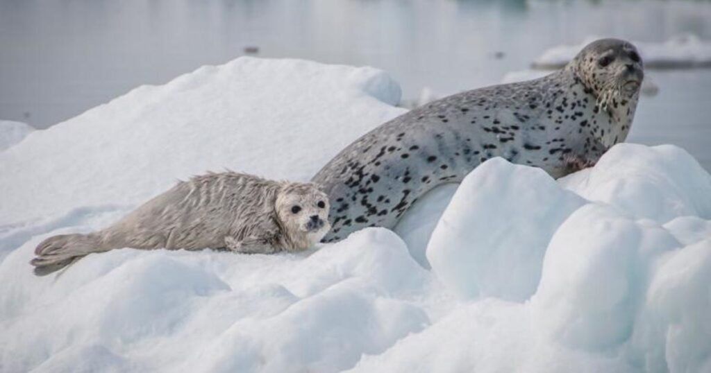 Arctic seals experiencing dramatic weight loss as temperatures rise, study warns - CBS News