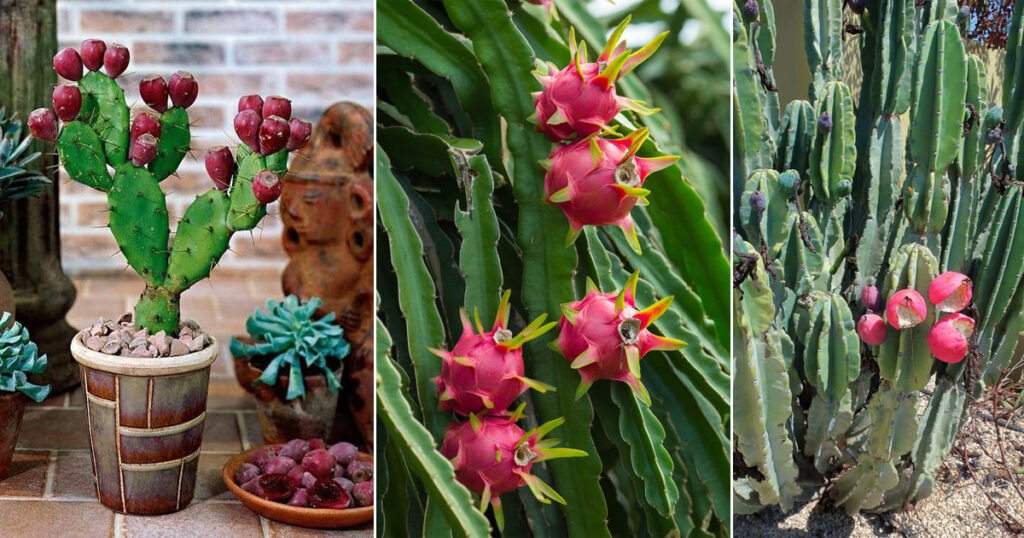 8 Exotic Fruits that Grow on Cactus | Balcony Garden Web