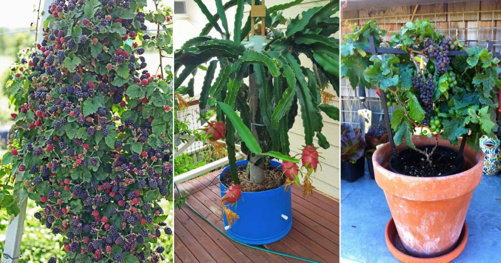 15 Fruits That Grow on Vines | List of Climbing Fruits