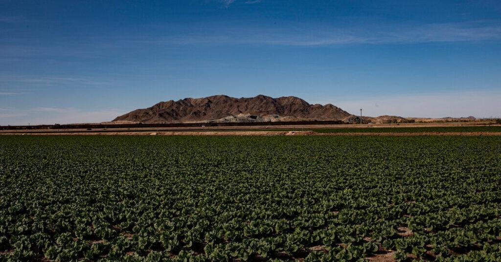 America’s Salad Bowl Becomes Fertile Ground for Covid-19 - The New York Times