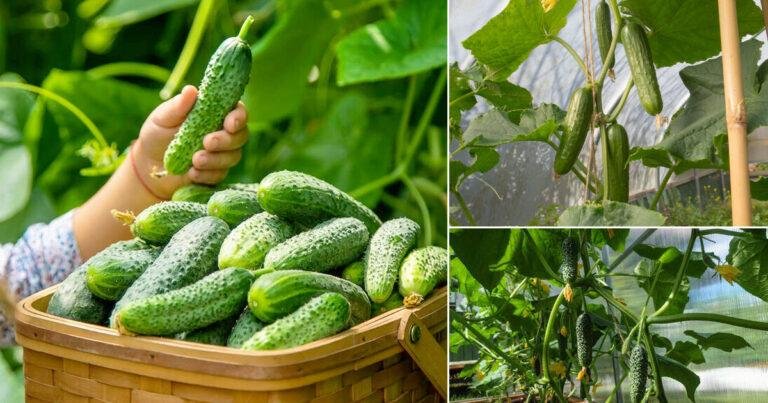 How to Avoid Bitter Cucumbers and Grow Sweet and Juicy Fruits