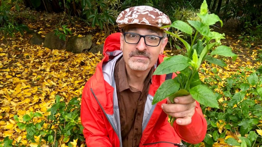 Plant once, keep harvesting for free with these must-grow salad greens to reduce cost of living - ABC News