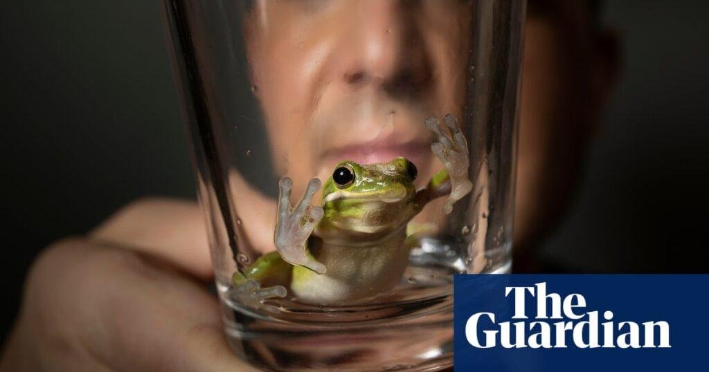 Experience: I found a tiny frog in my salad – now he’s my friend | Amphibians | The Guardian