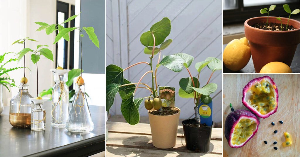 19 Fruits You Can Grow from Seeds and Leftovers from Kitchen