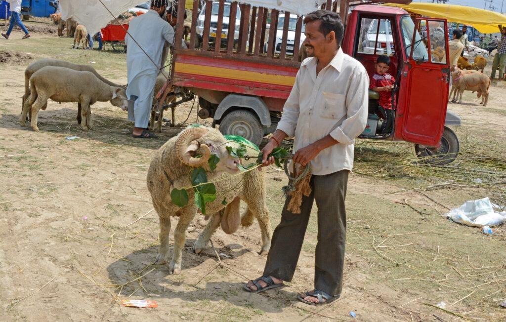 `For God, all are equal’: Meet Hindu roadside vendor who feeds ice cream, fruits to ‘Qurbani’ animals in Kashmir