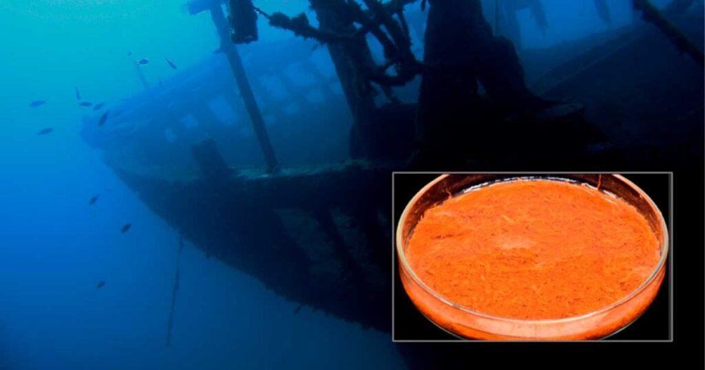 Tasty Treasures: 3,000 Plants, Spices, and Fruits Found on 15th Century Norse Shipwreck