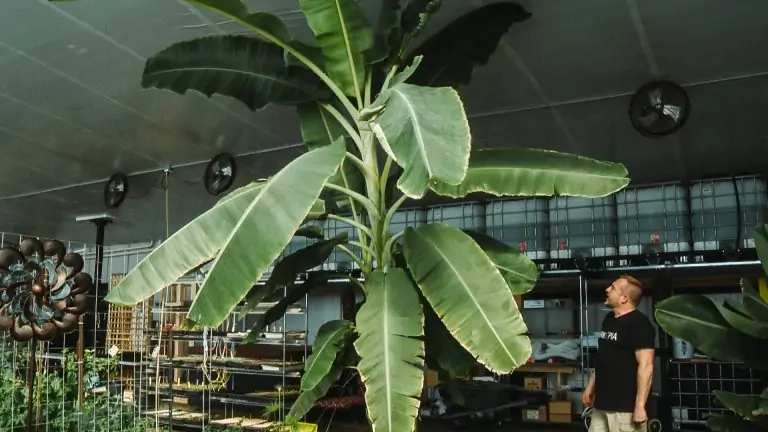 How one Sask. farmer grows tropical fruits in the middle of winter | Globalnews.ca