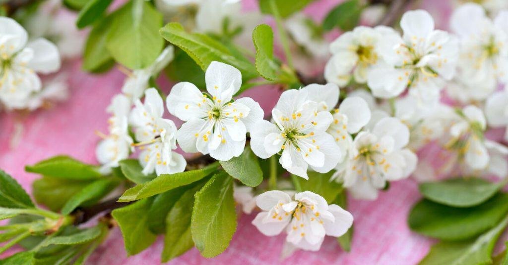 This Forgotten “Magic” Herb Can Save Your Heart