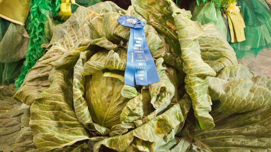 A 902-pound pumpkin? Why freakishly large fruits and veggies thrive in Alaska