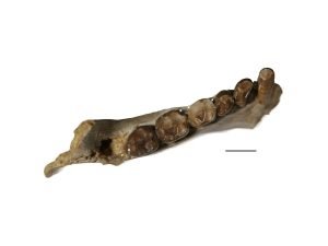 Early Primates May Have Feasted on Soft, Sweet Fruits
